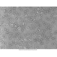 Mikroskop DeltaOptical Genetic Pro Mono 40x-1000x + baterie